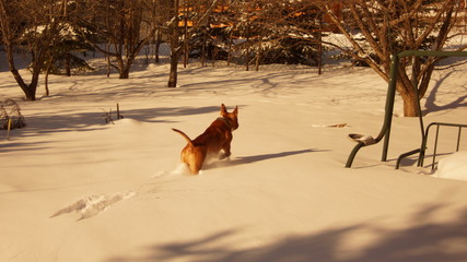 dog in the snow