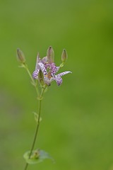 Tricyrtis blossom i garden