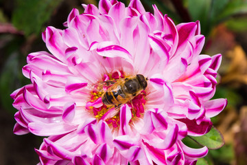 Eristalis tenax on a white-pink Aster after the rain.  Macro photography of flowers and insects. Eristalis tenax closeup. Soft selective focus.