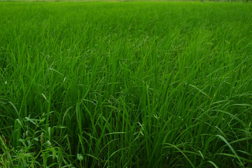 Obraz premium green grass background