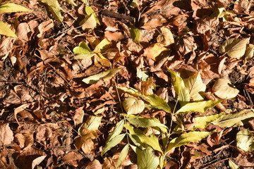 autumn landscape. View of the autumn park for the background.