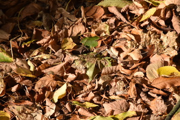 no plastic. Plastic products in the forest