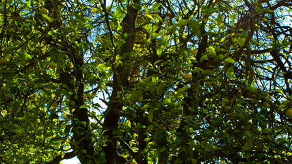 naturaleza