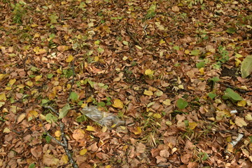 no plastic. Plastic products in the forest