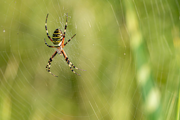 Yellow striped spider outside in green nature in her spider web. Argiope bruennichi also called zebra, tiger, silk ribbon, wasp spider in front of blurred background