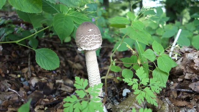 Young Macrolepiota procera fungus. Edible and delicious mushroom grows in forest.
