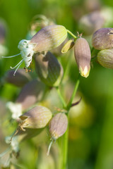 unopened buds of white flowers on blurred natural background