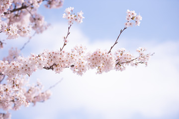 Cherry Blossom in spring with Soft focus, Sakura season in korea,Background