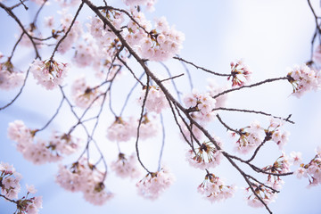 Cherry Blossom in spring with Soft focus, Sakura season in korea,Background