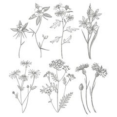 Collection of hand drawn flowers and herbs. Botanical plant illustration. Vintage medicinal herbs sketch set of ink hand drawn medical herbs and plants sketch