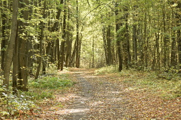 autumn road. autumn trail through the forest with leaves on the ground