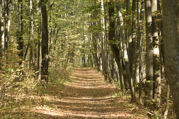 autumn road. autumn trail through the forest with leaves on the ground