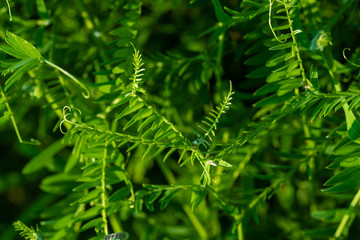 green leaves of garden plants, close view  