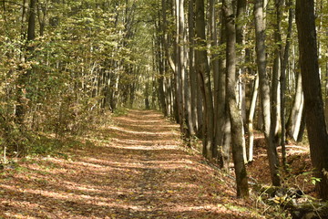 autumn road. autumn trail through the forest with leaves on the ground