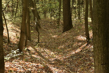 autumn road. autumn trail through the forest with leaves on the ground