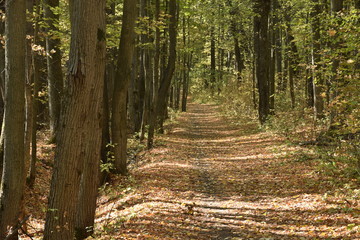 autumn road. autumn trail through the forest with leaves on the ground