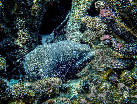 Close Up Moray Eel Face in Coral Reef Underwater