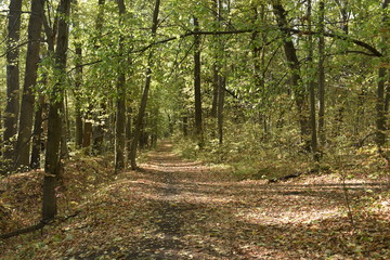 autumn road. autumn trail through the forest with leaves on the ground
