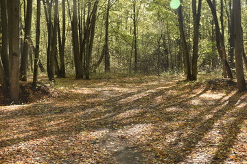 autumn road. autumn trail through the forest with leaves on the ground