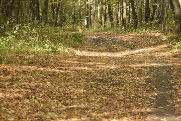 autumn road. autumn trail through the forest with leaves on the ground