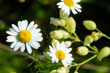 white daisies growing on summer meadow in morning sunlight 
