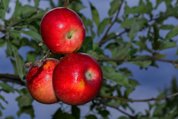 Red ripe apples on a branch ready to be harvested. Fresh red apples on tree in garden. Red apples on tree close up. After the rain. Soft selective focus.