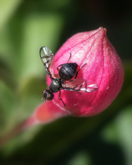 Fototapeta na wymiar Macro of beautiful little fly on deep pink fuchsia flower bud