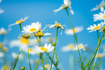 Fototapeta na wymiar white daisies growing on summer meadow in morning sunlight 