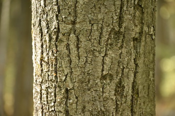 Dark wood texture background surface with old natural pattern