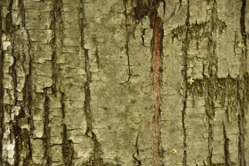 Dark wood texture background surface with old natural pattern