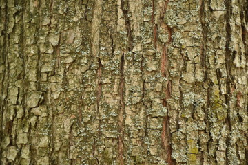 Dark wood texture background surface with old natural pattern