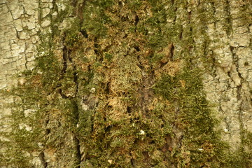 Dark wood texture background surface with old natural pattern