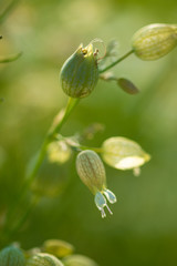 unopened buds of white flowers on blurred natural background