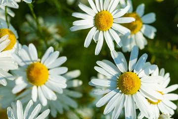 Obraz premium white daisies growing on summer meadow in morning sunlight 