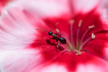 Extreme close up of ant standing in red and pink carnation flower center