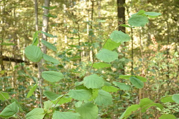 autumn nature. Dried autumn leaves for background