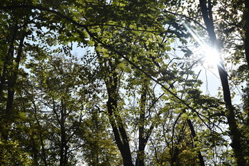 autumn nature. Dried autumn leaves for background