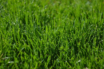 green grass with water drops of morning dew