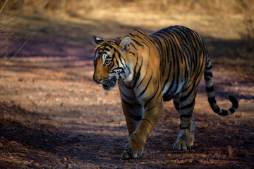 Fototapeta premium Tiger 
