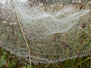 spider web on a green plant