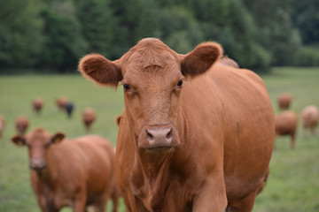 Naklejka na ściany i meble Head-shot of a brown cow in a field.
