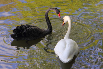 Beautiful pair of swans White and black swim together, a symbol of love 