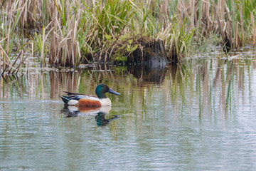 Male Northern Shoveler duck swimming in pond near cattails