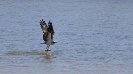 Osprey bird catching a yellow perch fish