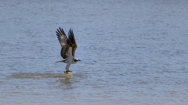 Osprey Bird Catching A Yellow Perch Fish