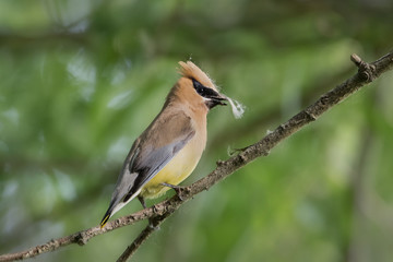 Cedar Waxwing gathering fluff for its nest