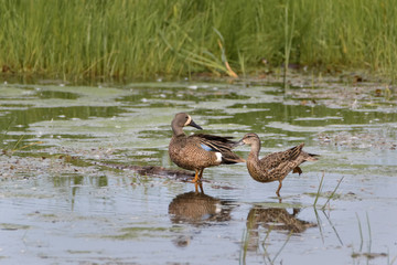 Blue-winged Teals couple standing in marsh