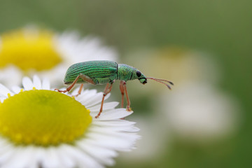 Green immigrant leaf weevil insect on white flower