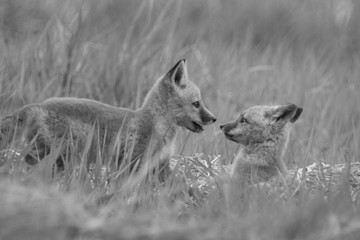 Black and white photo of Fox cubs face to face