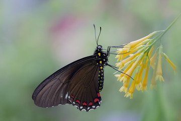 Close up of Black Swallowtail on yellow flower